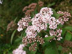 Spiraea formosana