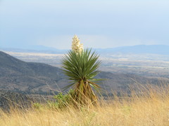 Yucca schottii