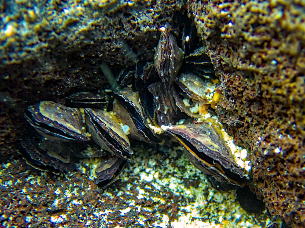 Isognomon californicus