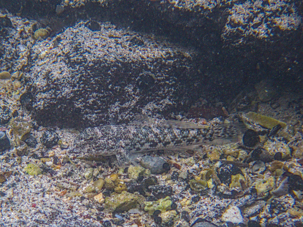 Brownlined Goby