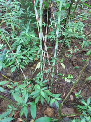 Costus stenophyllus