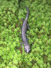 Pseudoeurycea leprosa