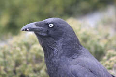 Forest Raven photo 4