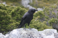 Forest Raven photo 1