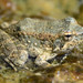 Foothill Yellow-legged Frog - Photo (c) Don Loarie, some rights reserved (CC BY)