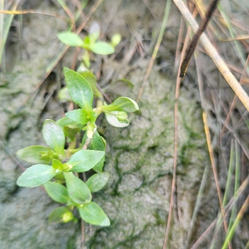 Clammy hedge hyssop (Gratiola neglecta)