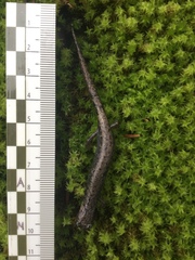 Pseudoeurycea leprosa