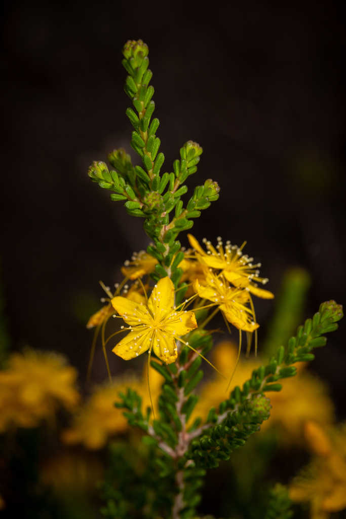 Calytrix chrysantha