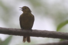 Iole indica