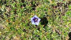 Gentiana acaulis