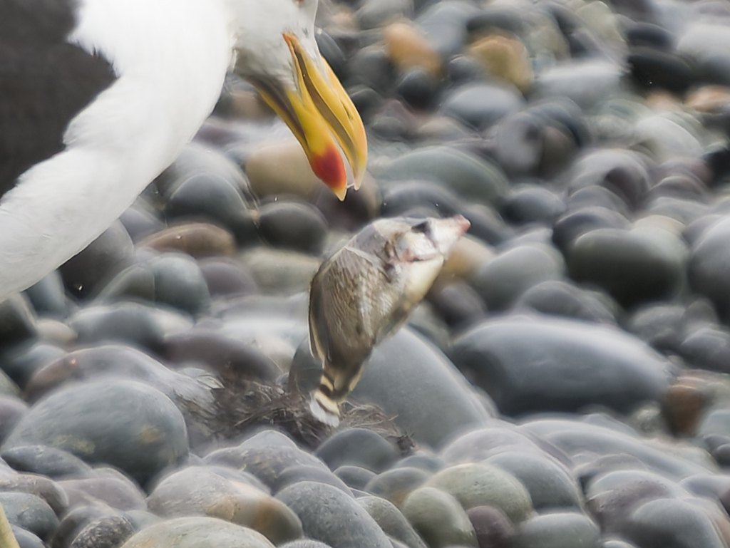 Photo of Threebanded butterflyfish (Chaetodon humeralis)