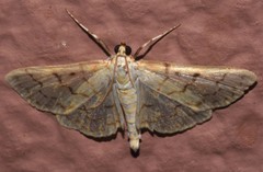 Polygrammodes flavidalis