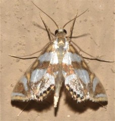 Chrysendeton medicinalis