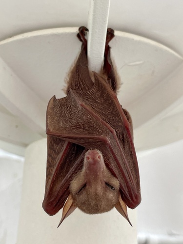 Macroglossus minimus