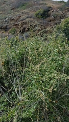 Malacothamnus fasciculatus catalinensis