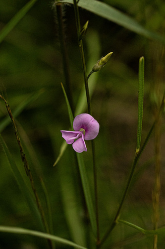 Rhynchotropis poggei