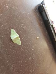 Phaiogramma faustinata