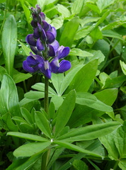 Lupinus arcticus