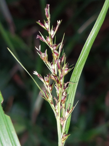 Scleria terrestris iNat (3)