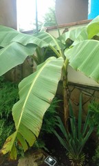 Musa basjoo