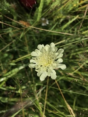 Cephalaria