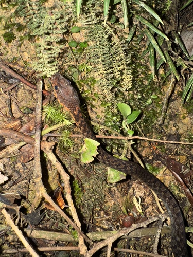 Photo of a Sarawak Keelback (Hebius sarawacensis)