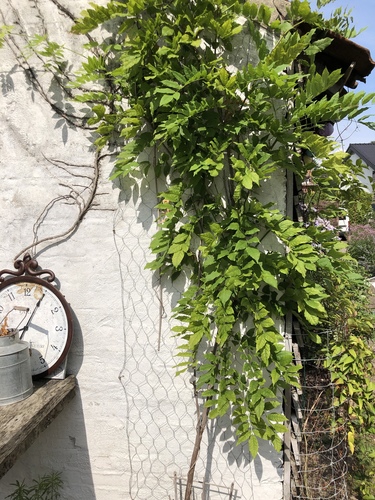 Wisteria floribunda f. alba iNat (3)