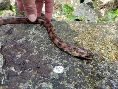 Ditch snake eel (Herpetoichthys fossatus) — Ophichthidae — 2