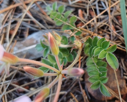 Image of Pelargonium pinnatum by no rights reserved