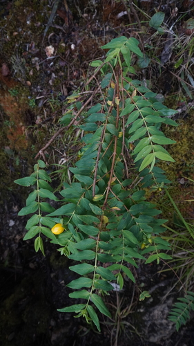 Hypericum leschenaultii observed 2024-07-09