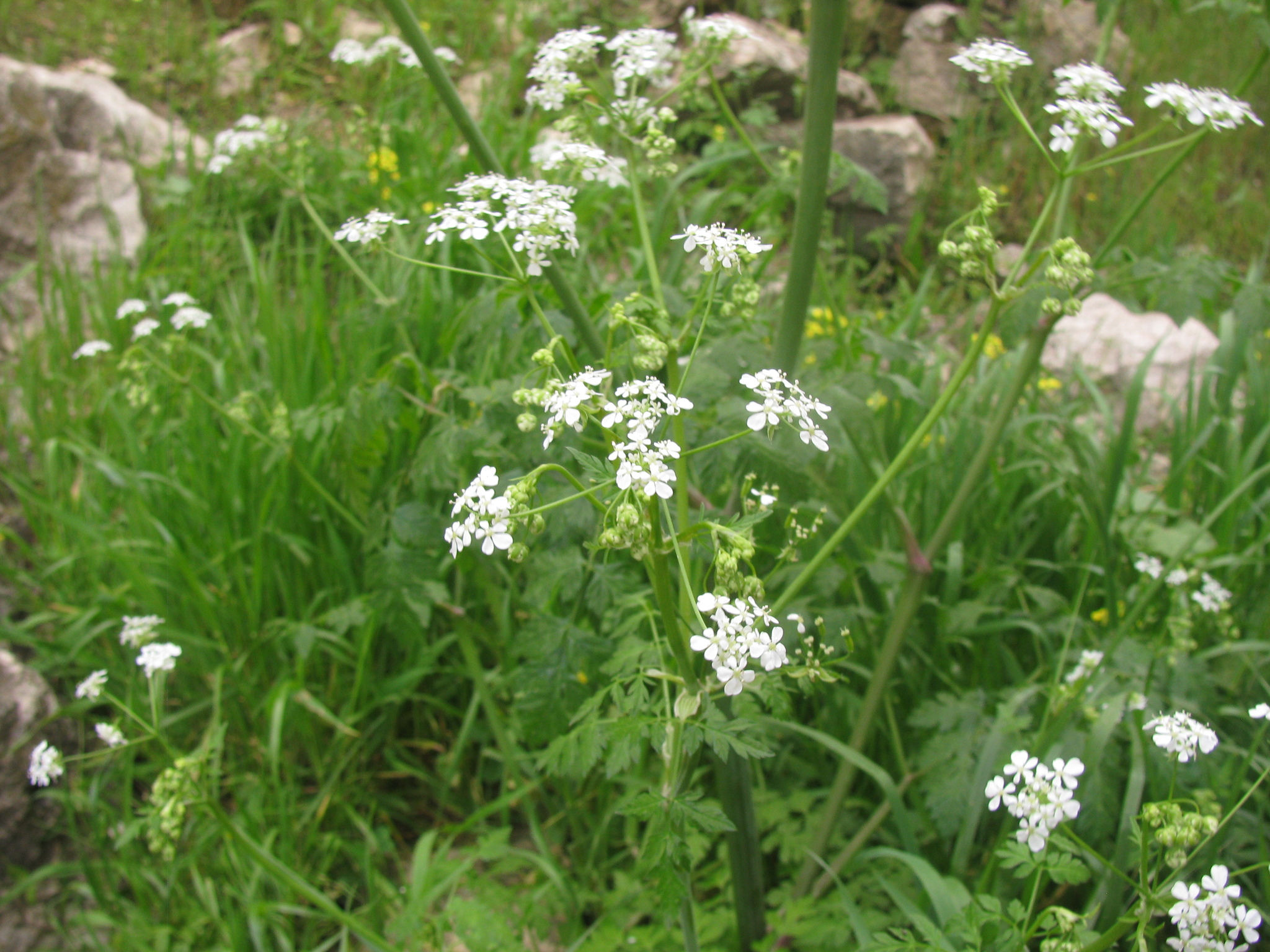 Anthriscus lamprocarpus