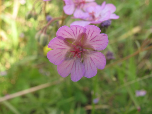 Image of Geranium tuberosum by (c) Nachman bones, some rights reserved (CC BY)