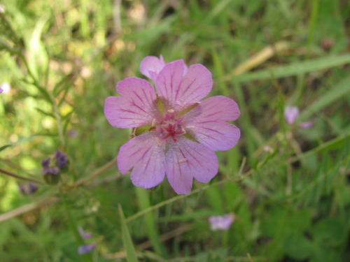 Image of Geranium tuberosum by (c) Nachman bones, some rights reserved (CC BY)
