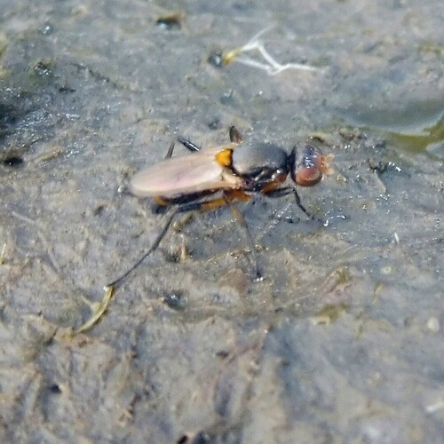Saltella sphondylii, 2024-06-20