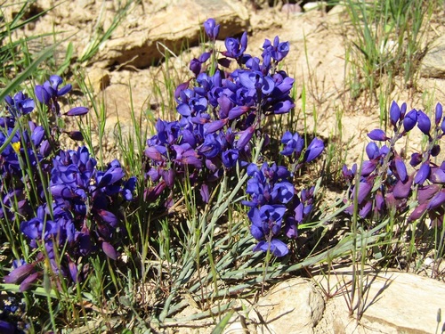 Polygala microphylla