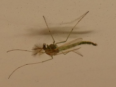 Chironomus