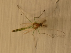 Chironomus