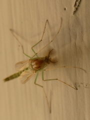 Chironomus