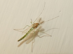 Chironomus