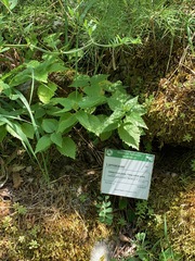 Lamium galeobdolon flavidum