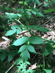 Angelica triquinata