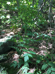 Angelica triquinata