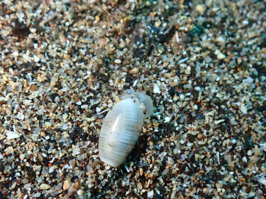 MacAndrew's Glassy-bubble