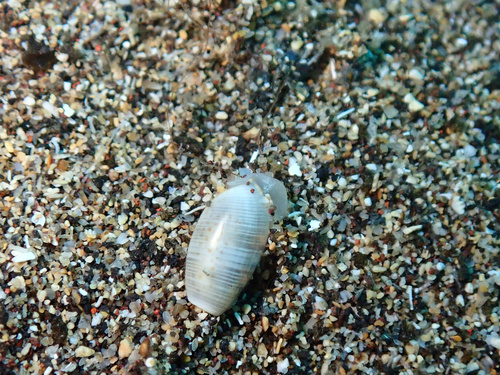 MacAndrew's Glassy-bubble
