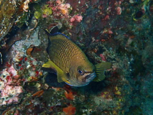Azores chromis (Chromis limbata) — Pomacentridae — 5