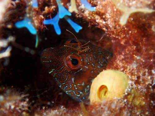 Sal blenny (Parablennius salensis) — Blenniidae — 4