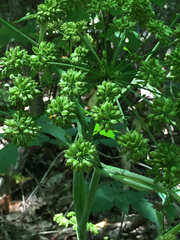 Angelica triquinata
