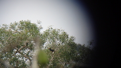 Pteroglossus pluricinctus