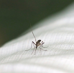 Aedes geniculatus