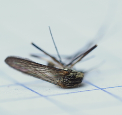 Aedes geniculatus